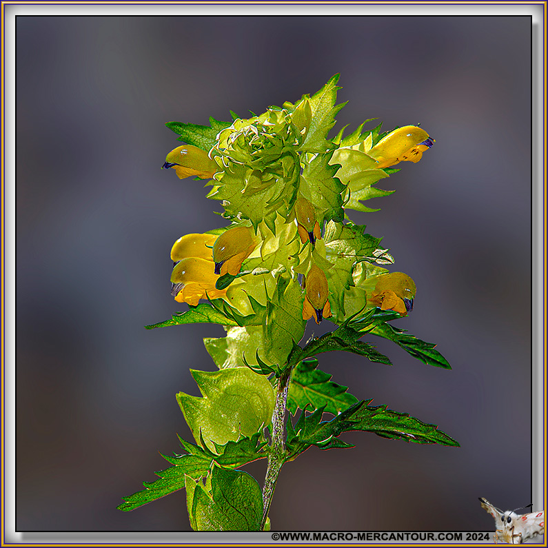 Rhinanthe crête de coq